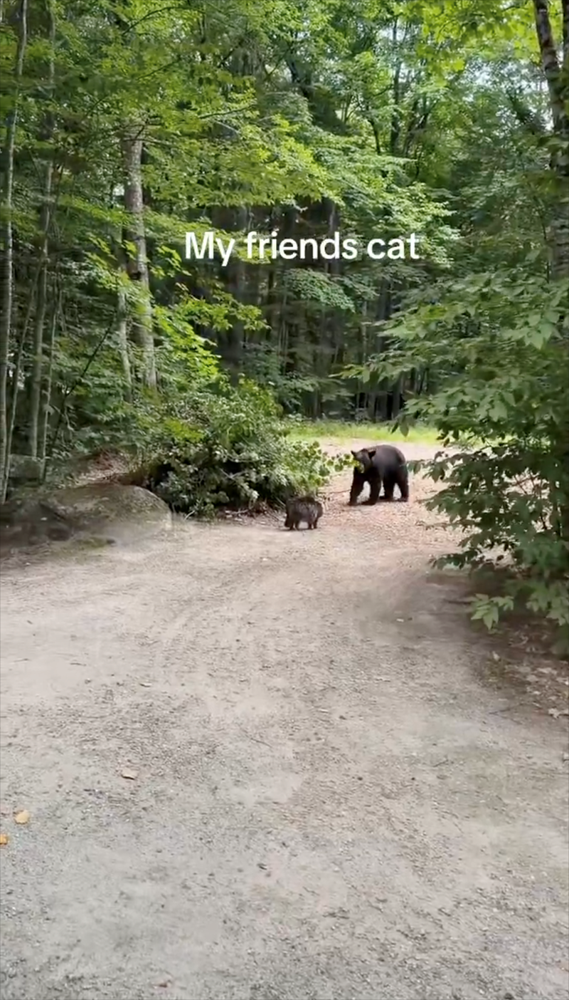 My friends cat