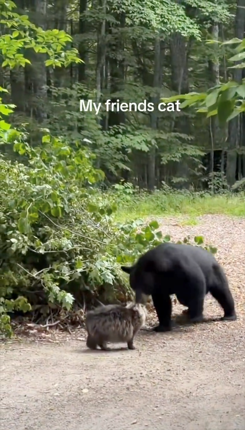 My friends cat