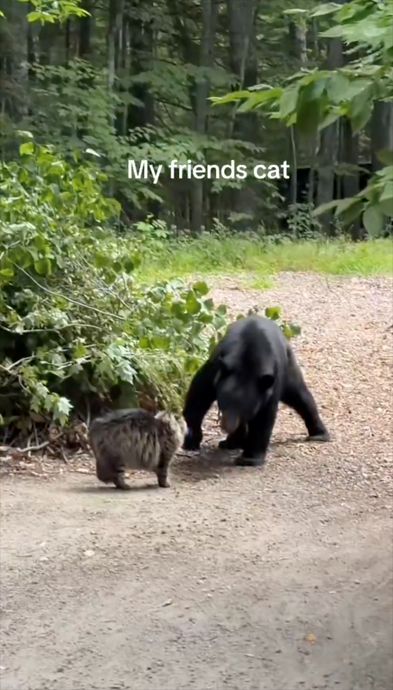 My friends cat