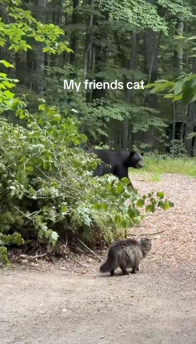 My friends cat