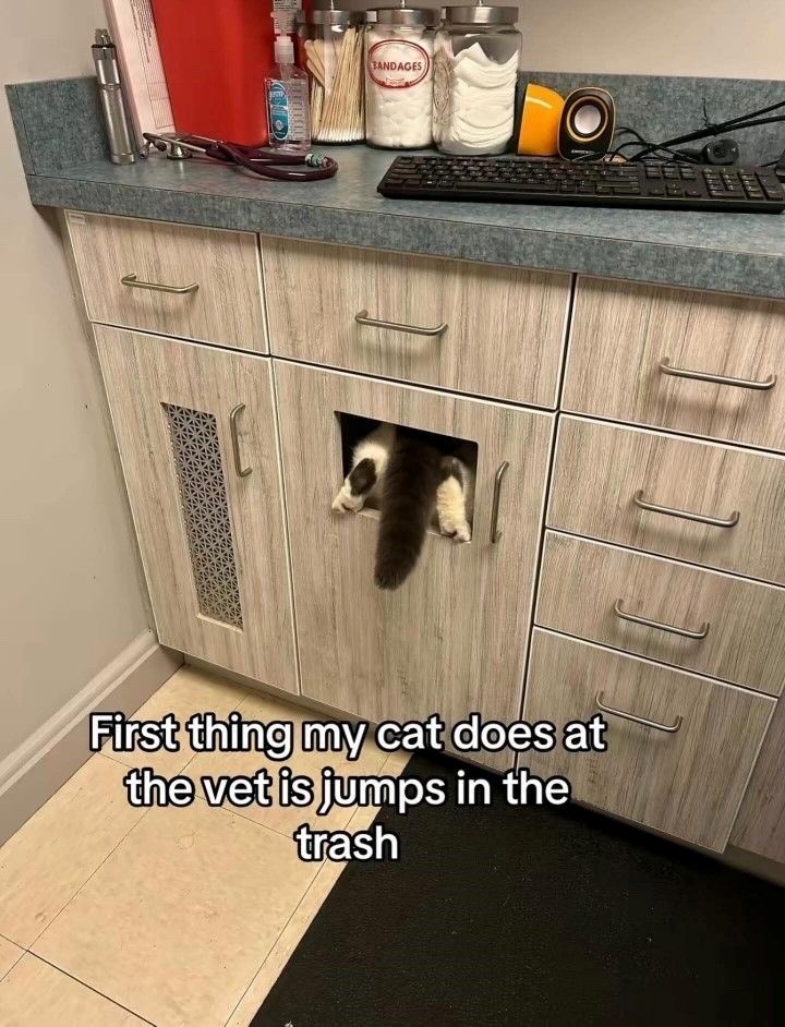 BANDAGES First thing my cat does at the vet is jumps in the trash