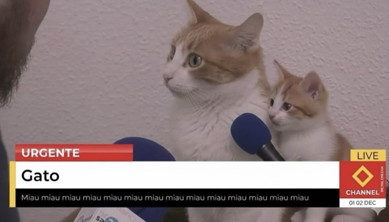 URGENTE Gato Miau miau miau miau miau miau miau miau miau miau miau miau miau miau LIVE CHANNEL 01 02 DEC