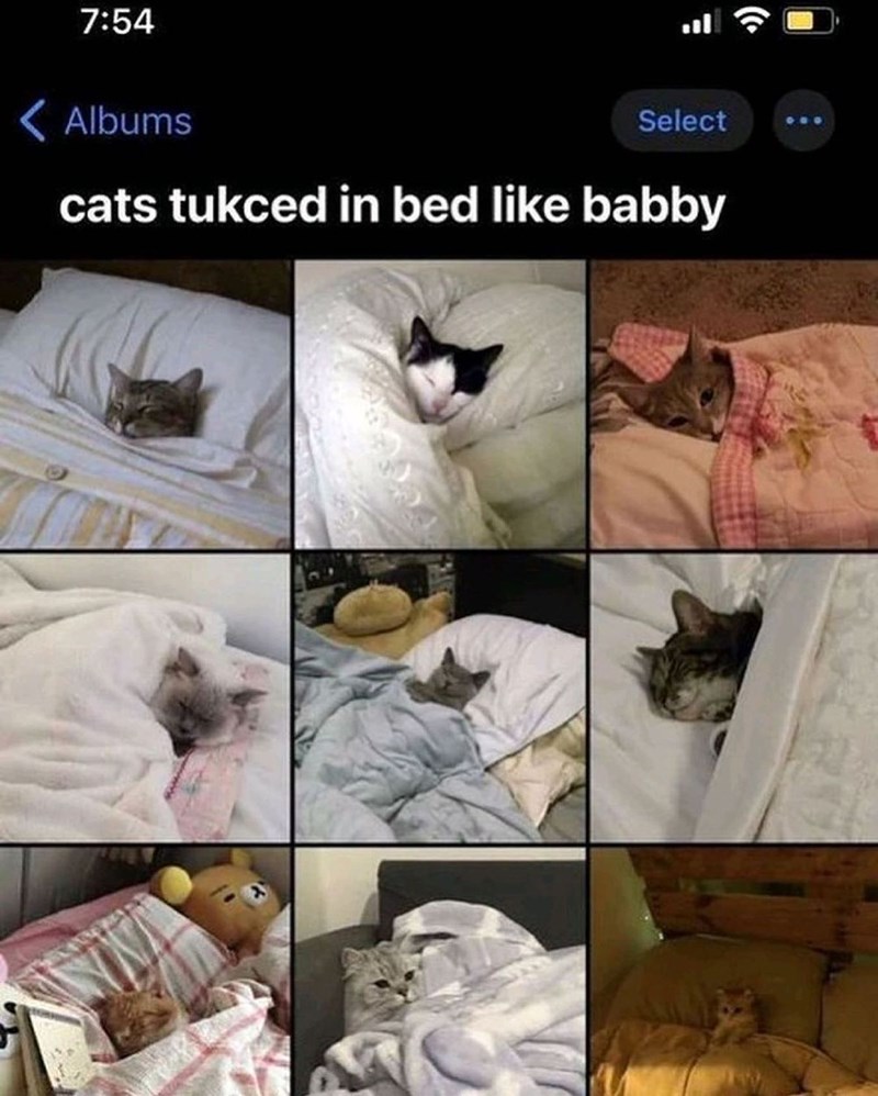 7:54 <Albums Select cats tukced in bed like babby