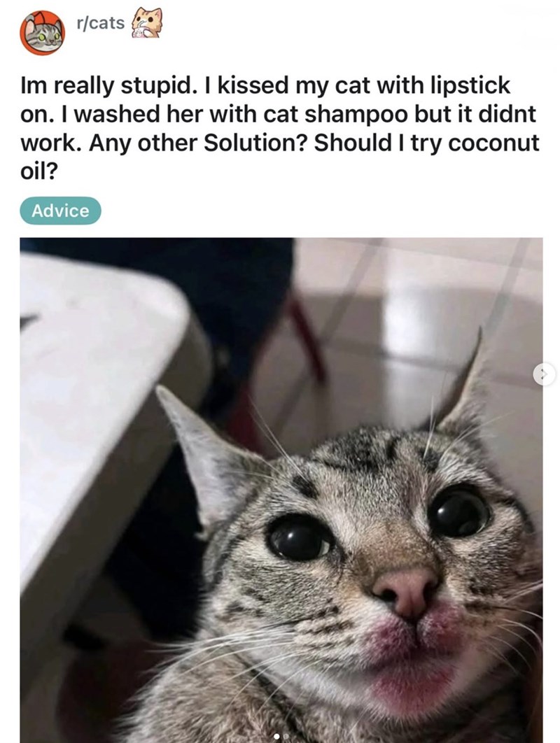 r/cats Im really stupid. I kissed my cat with lipstick on. I washed her with cat shampoo but it didnt work. Any other Solution? Should I try coconut oil? Advice