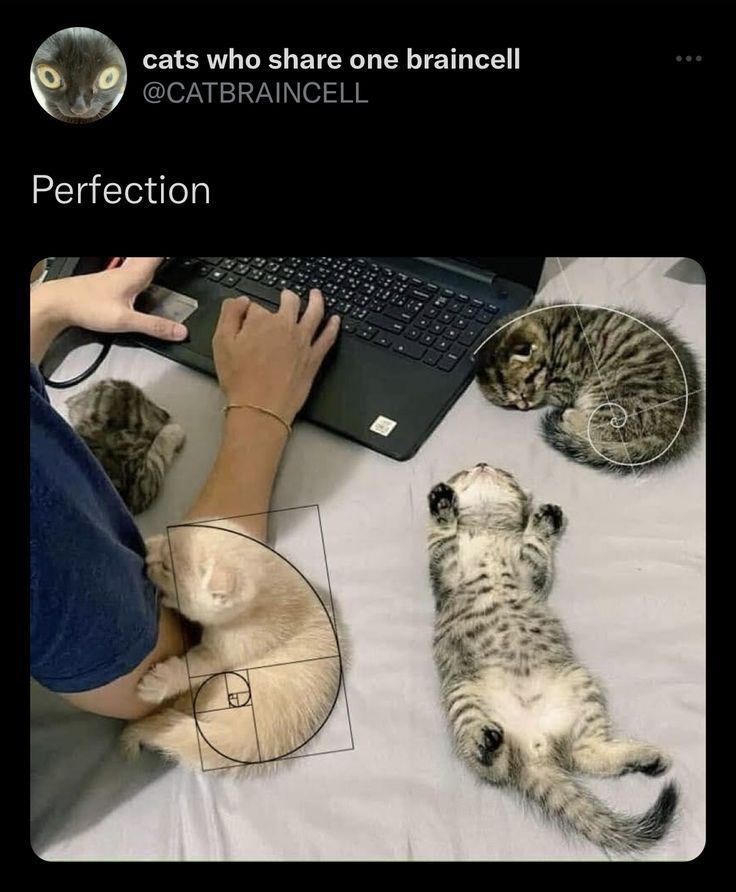 cats who share one braincell @CATBRAINCELL Perfection