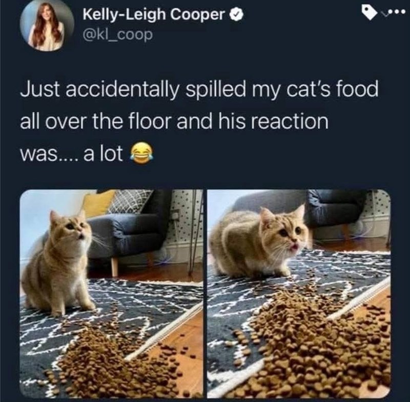 Kelly-Leigh Cooper ✔ @kl_coop Just accidentally spilled my cat's food all over the floor and his reaction was.... a lot
