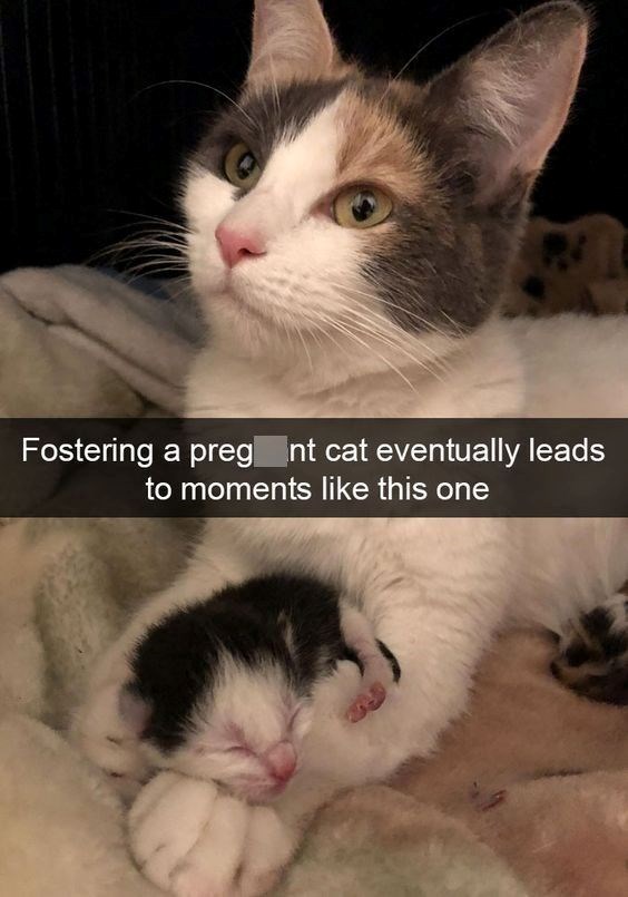 Fostering a preg_nt cat eventually leads to moments like this one