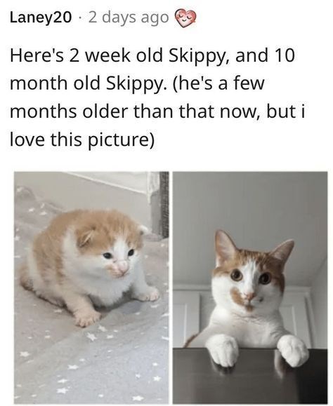 Laney20 2 days ago Here's 2 week old Skippy, and 10 month old Skippy. (he's a few months older than that now, but i love this picture)