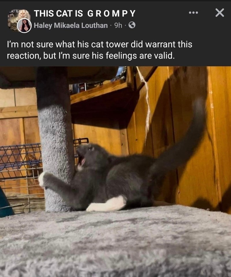 ✓ AT IS THIS CAT IS GROMPY Haley Mikaela Louthan 9h O . . I'm not sure what his cat tower did warrant this reaction, but I'm sure his feelings are valid.