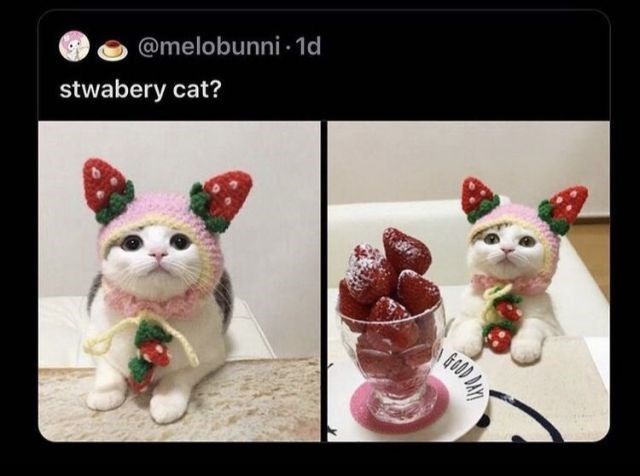 @melobunni. 1d stwabery cat? GOOD DAY