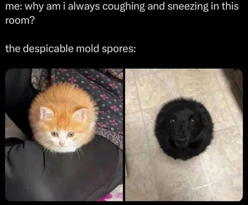 me: why am i always coughing and sneezing in this room? the despicable mold spores: