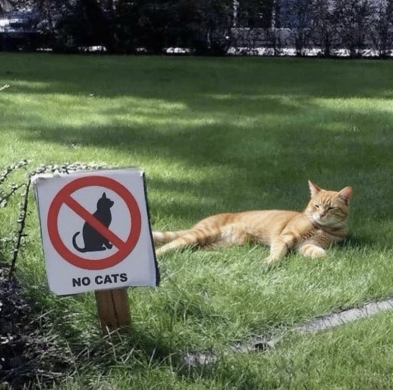 NO CATS