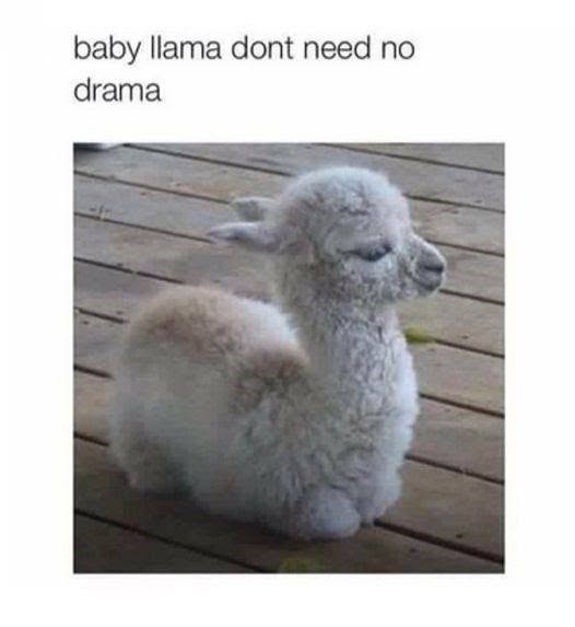baby llama dont need no drama