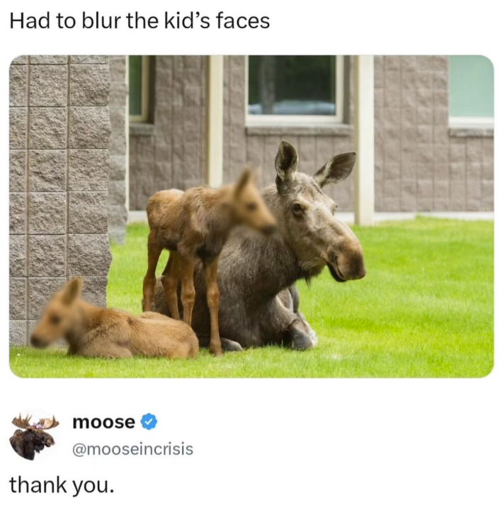 Had to blur the kid's faces moose @mooseincrisis thank you.
