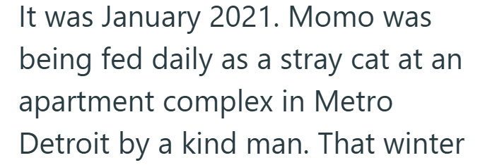 It was January 2021. Momo was being fed daily as a stray cat at an apartment complex in Metro Detroit by a kind man. That winter