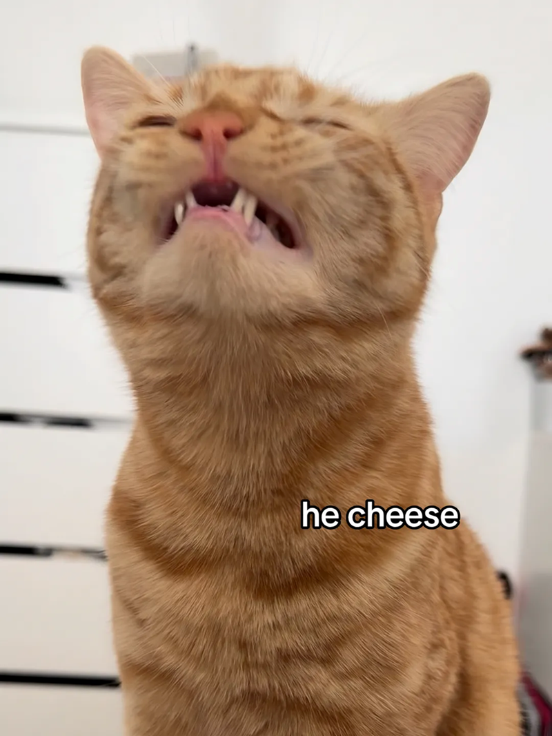 Cheezburger Image 10653986560