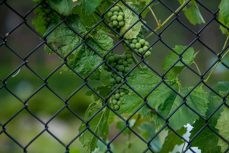 Grapevines along a fence.