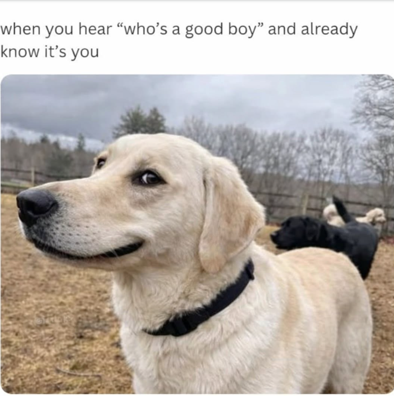 when you hear "who's a good boy" and already know it's you