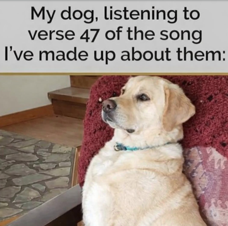 My dog, listening to verse 47 of the song I've made up about them: