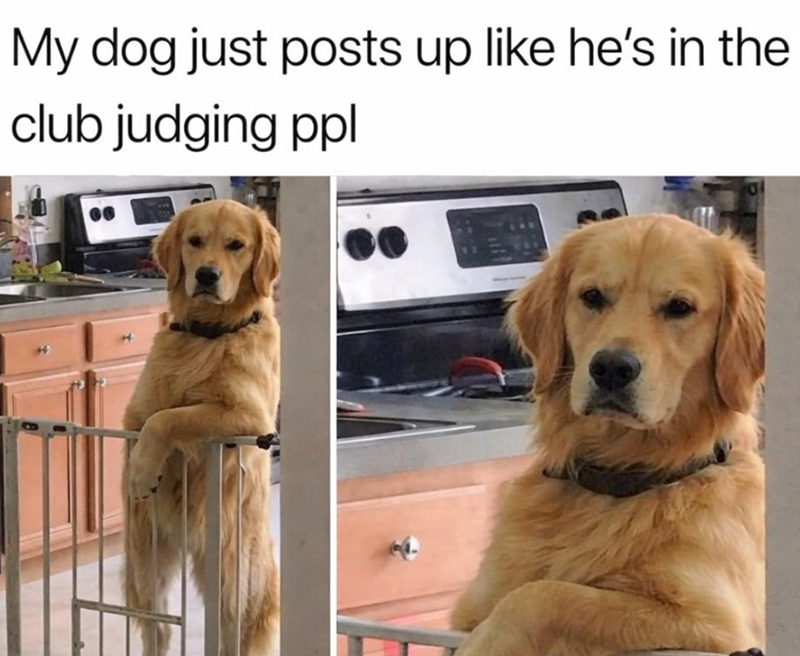 My dog just posts up like he's in the club judging ppl