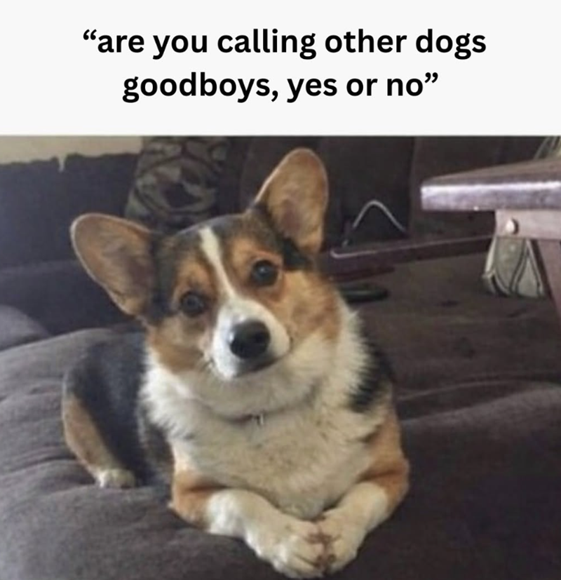 "are you calling other dogs goodboys, yes or no❞