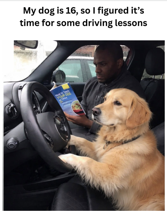 My dog is 16, so I figured it's time for some driving lessons How to Teach YOUR DOG Dries