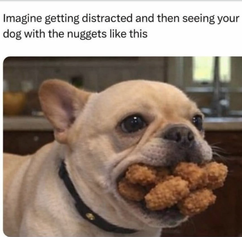 Imagine getting distracted and then seeing your dog with the nuggets like this