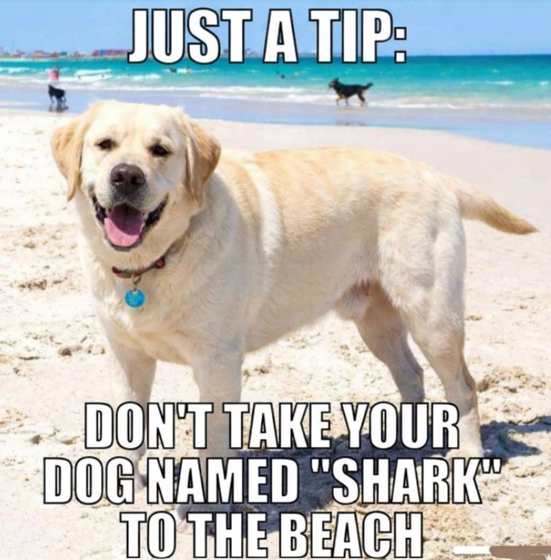 JUST A TIP: DON'T TAKE YOUR DOG NAMED "SHARK" TO THE BEACH