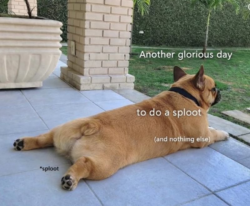 *sploot Another glorious day to do a sploot (and nothing else)