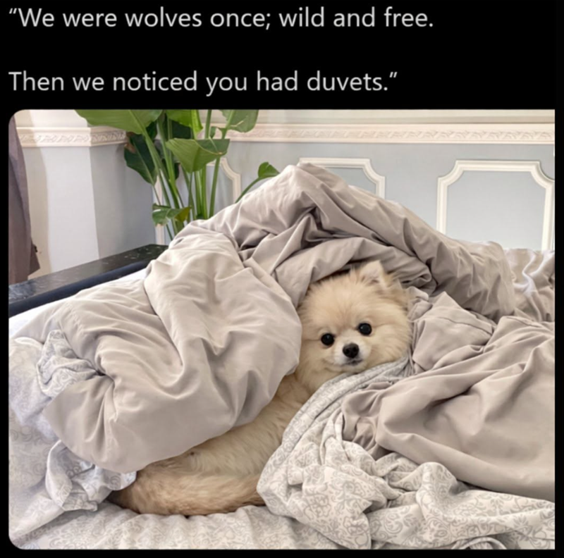 "We were wolves once; wild and free. Then we noticed you had duvets."