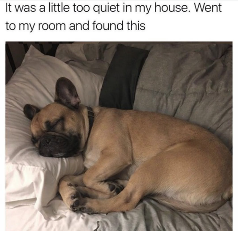 It was a little too quiet in my house. Went to my room and found this