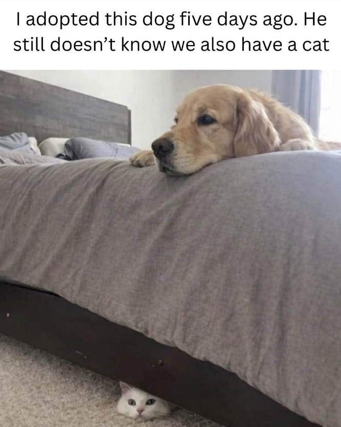 I adopted this dog five days ago. He still doesn't know we also have a cat