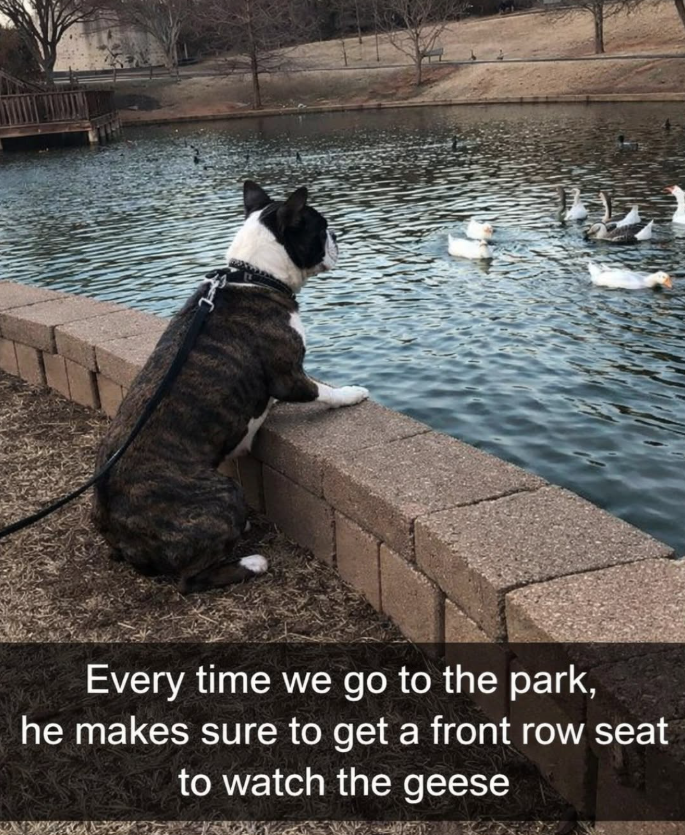 Every time we go to the park, he makes sure to get a front row seat to watch the geese
