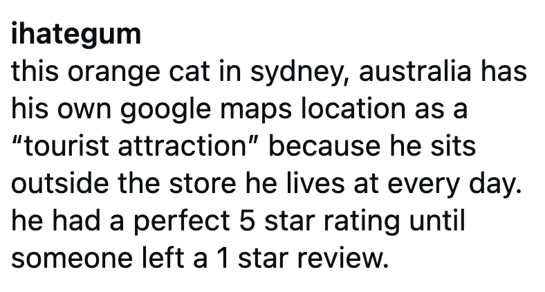 ihategum this orange cat in sydney, australia has his own google maps location as a "tourist attraction" because he sits outside the store he lives at every day. he had a perfect 5 star rating until someone left a 1 star review.