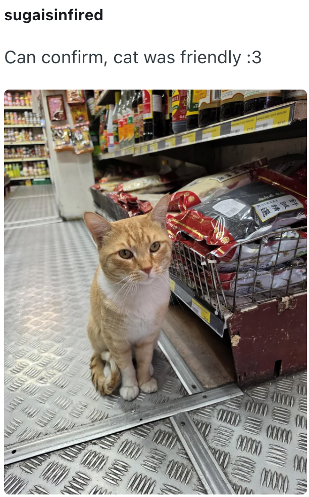 sugaisinfired Can confirm, cat was friendly :3 0000