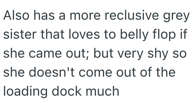 Also has a more reclusive grey sister that loves to belly flop if she came out; but very shy so she doesn't come out of the loading dock much