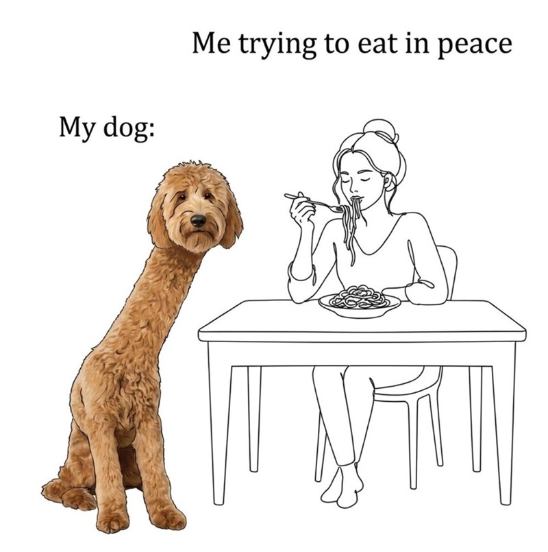 My dog: Me trying to eat in peace