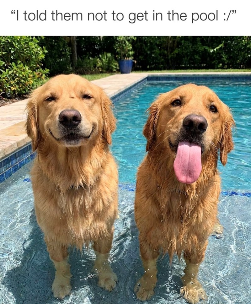 "I told them not to get in the pool :/"