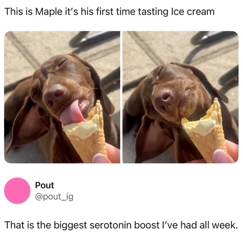 This is Maple it's his first time tasting Ice cream Pout @pout_ig That is the biggest serotonin boost I've had all week.