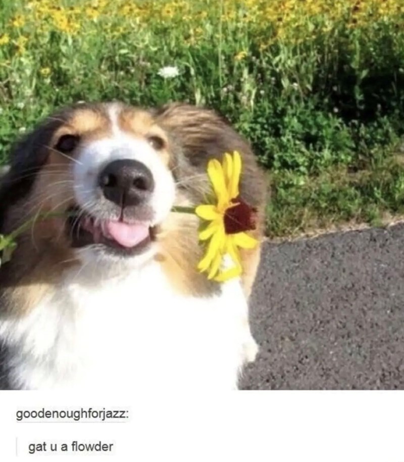 goodenoughforjazz: gat u a flowder