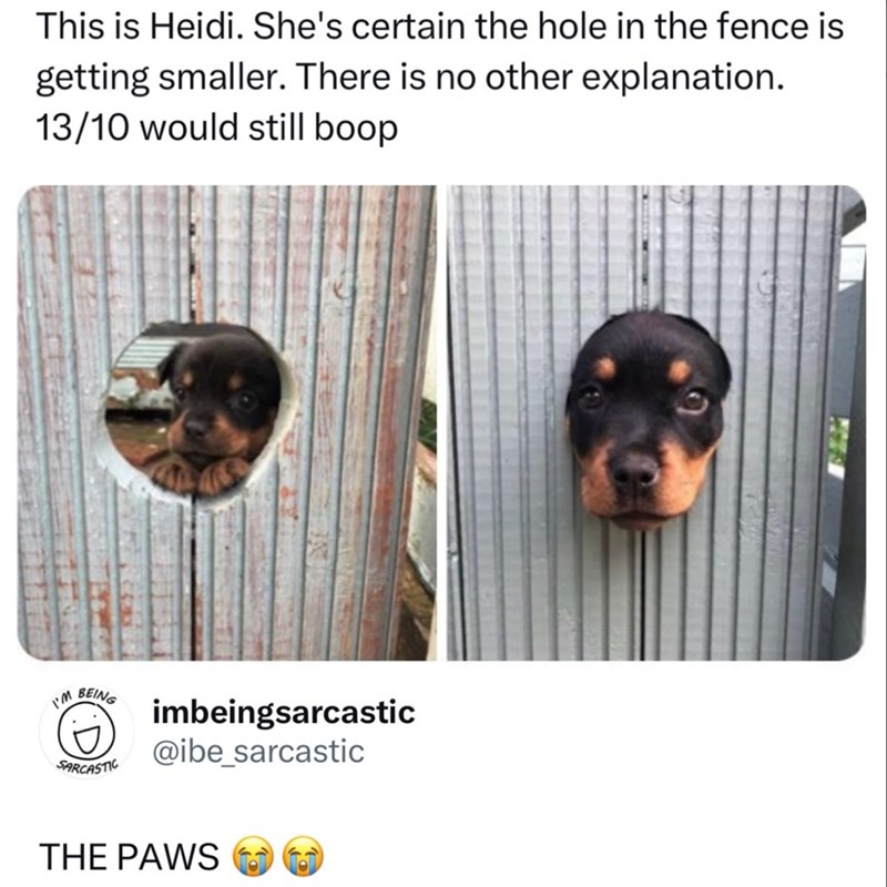 This is Heidi. She's certain the hole in the fence is getting smaller. There is no other explanation. 13/10 would still boop I'M BEING SARCASTIC imbeingsarcastic @ibe_sarcastic THE PAWS