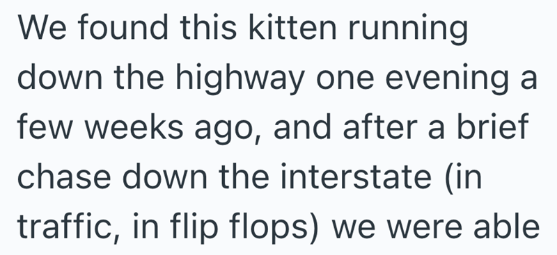 We found this kitten running down the highway one evening a few weeks ago, and after a brief chase down the interstate (in traffic, in flip flops) we were able