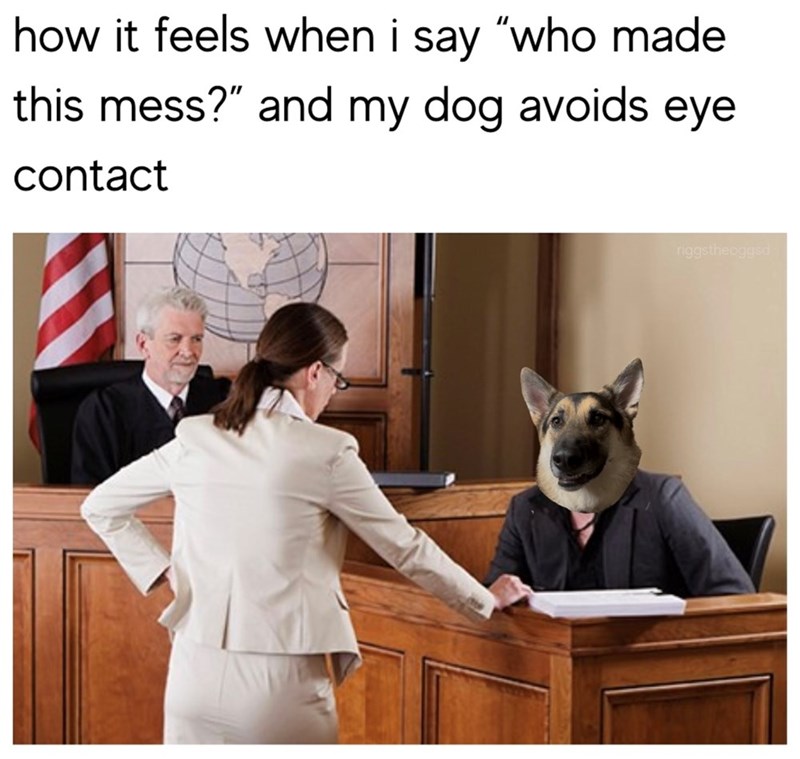 how it feels when i say "who made this mess?" and my dog avoids eye contact riggstheoggsd