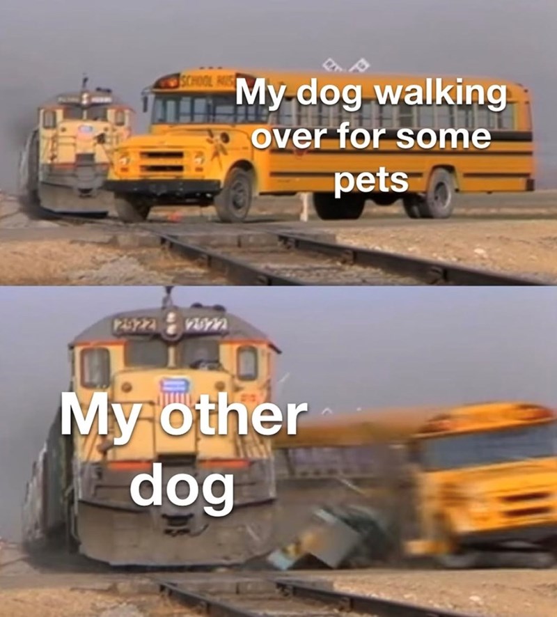 SCHOOL HIS My dog walking over for some pets 29222822 My other dog
