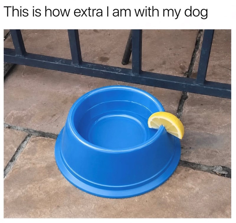 This is how extra I am with my dog.