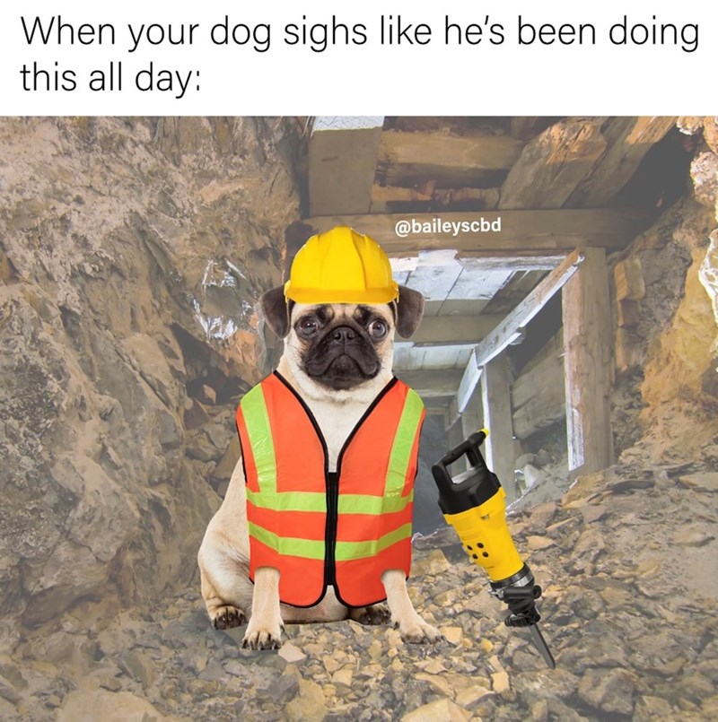 When your dog sighs like he's been doing this all day: @baileyscbd