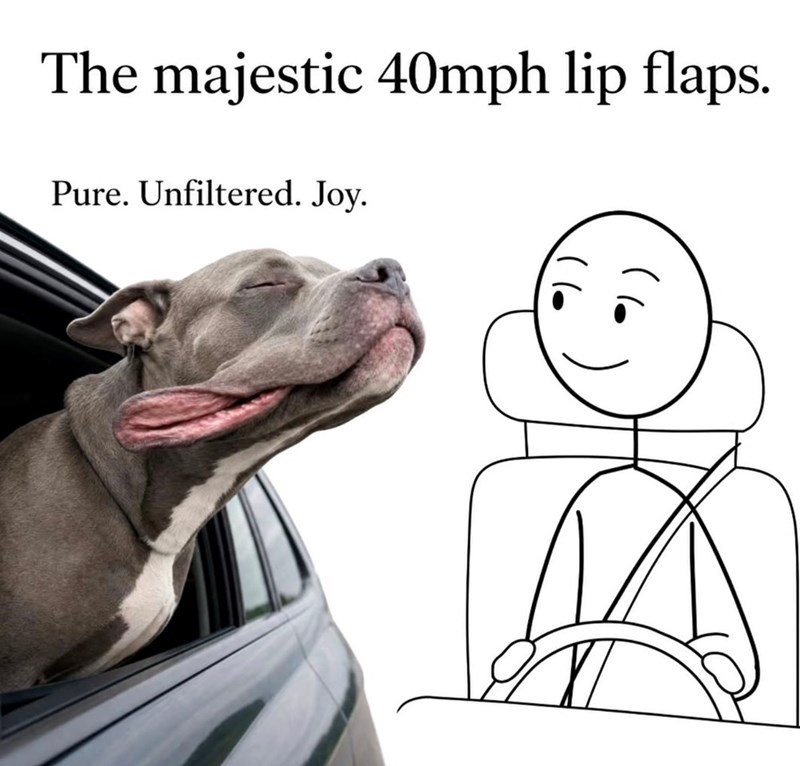 The majestic 40mph lip flaps. Pure. Unfiltered. Joy.