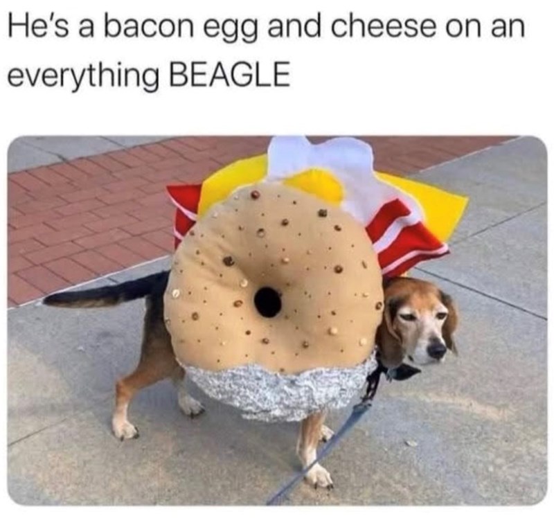 He's a bacon egg and cheese on an everything BEAGLE