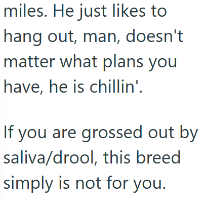 miles. He just likes to hang out, man, doesn't matter what plans you have, he is chillin'. If you are grossed out by saliva/drool, this breed simply is not for you.