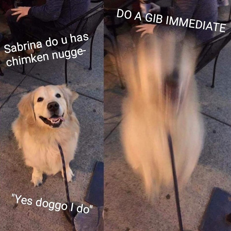 Sabrina do u has chimken nugge- "Yes doggo I do" DO A GIB IMMEDIATE